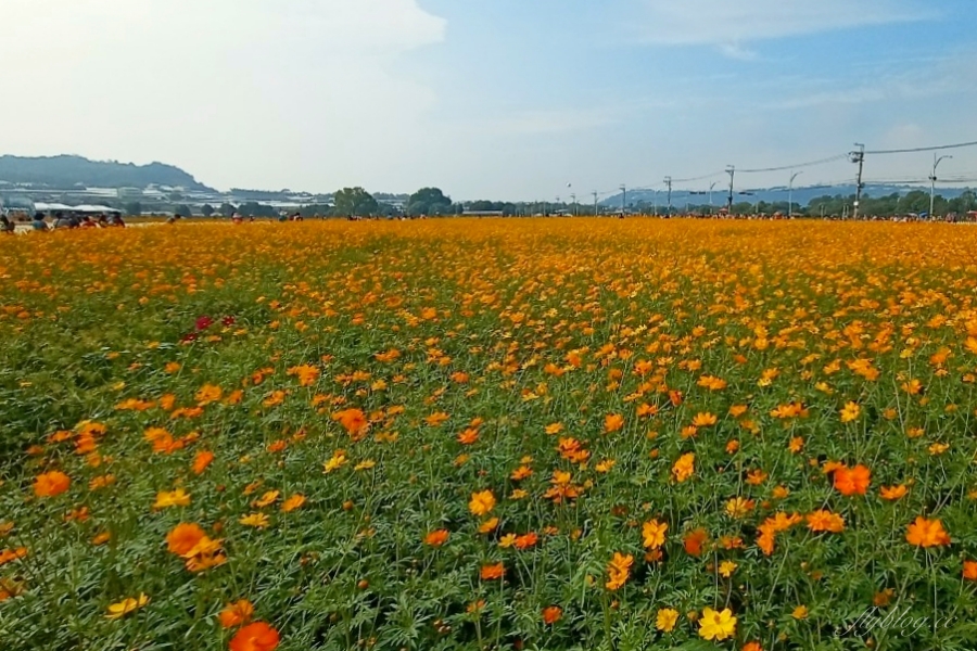 2020新社花海x台中國際花毯節｜愛麗絲的花境冒險登場囉！交通方式、接駁車、停車場、美食推薦、旅遊景點 @飛天璇的口袋