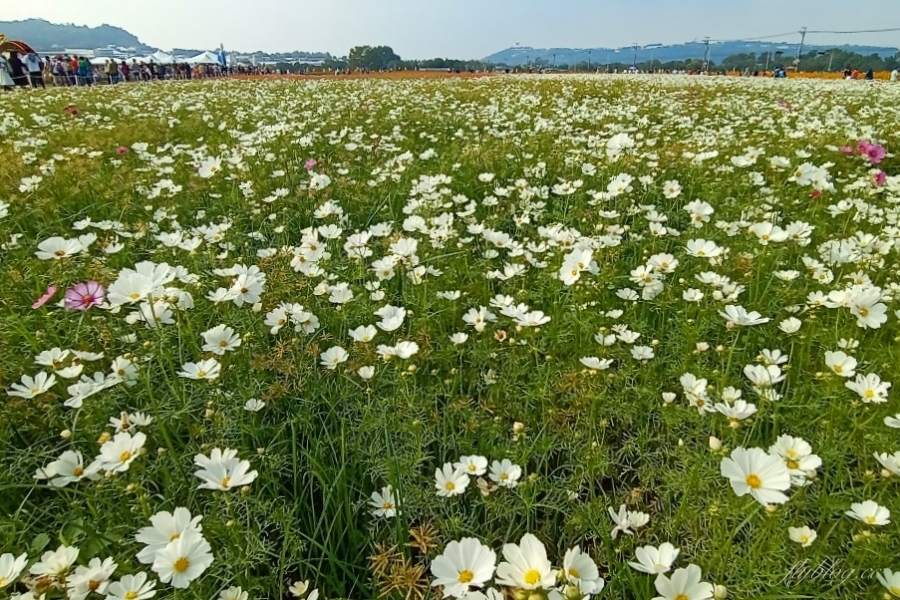 2020新社花海x台中國際花毯節｜愛麗絲的花境冒險登場囉！交通方式、接駁車、停車場、美食推薦、旅遊景點 @飛天璇的口袋