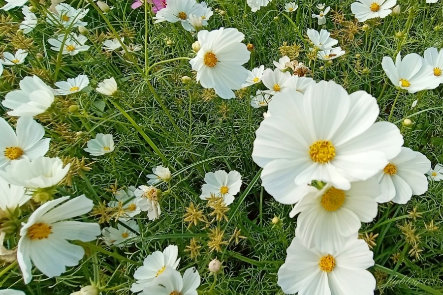 2020新社花海x台中國際花毯節｜愛麗絲的花境冒險登場囉！交通方式、接駁車、停車場、美食推薦、旅遊景點 @飛天璇的口袋