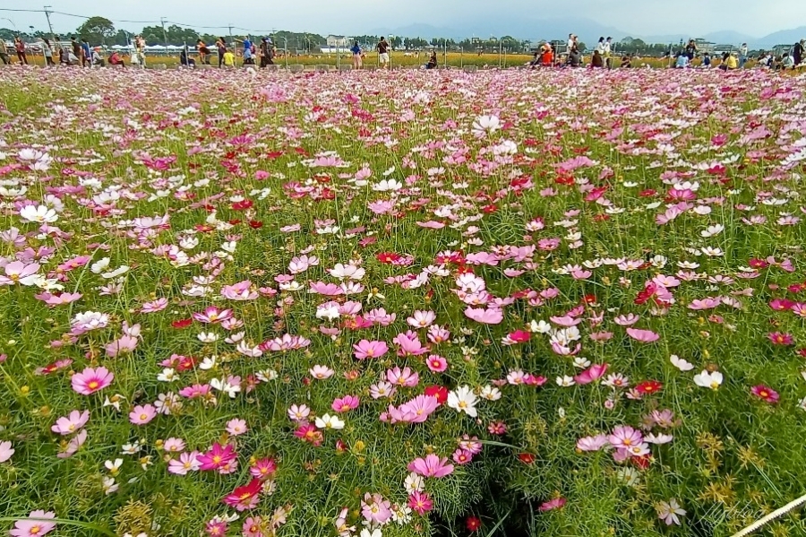 2020新社花海x台中國際花毯節|愛麗絲的花境冒險登場囉!交通方式、接駁車、停車場、美食推薦、旅遊景點 @飛天璇的口袋 2020新社花海x台中國際花毯節|愛麗絲的花境冒險登場囉!交通方式、接駁車、停車場、美食推薦、旅遊景點 @飛天璇的口袋