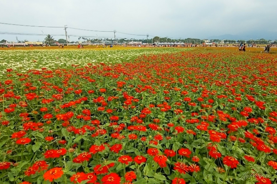2020新社花海x台中國際花毯節｜愛麗絲的花境冒險登場囉！交通方式、接駁車、停車場、美食推薦、旅遊景點 @飛天璇的口袋