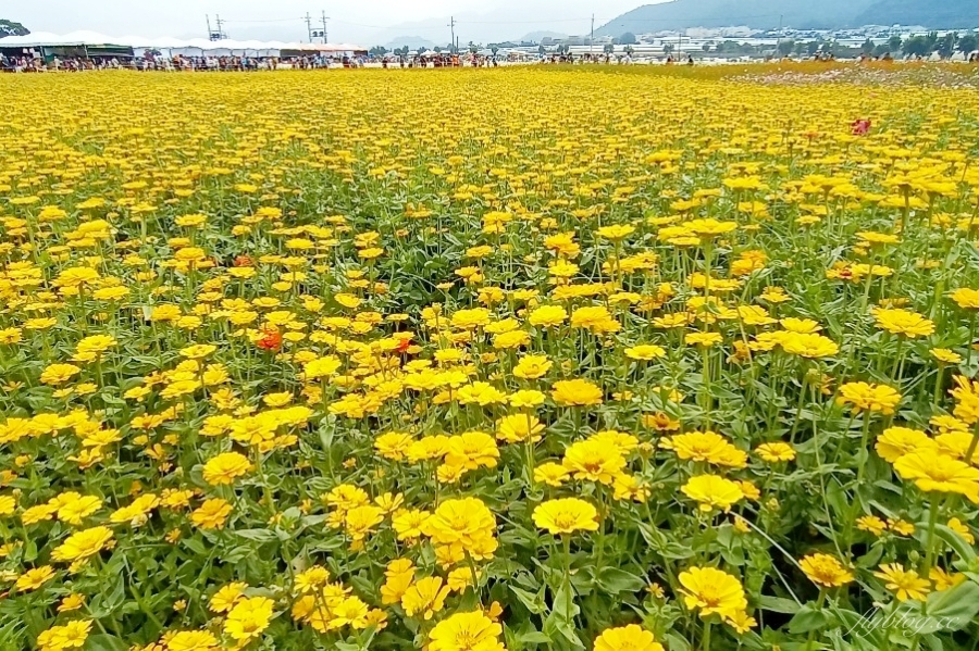 2020新社花海x台中國際花毯節｜愛麗絲的花境冒險登場囉！交通方式、接駁車、停車場、美食推薦、旅遊景點 @飛天璇的口袋