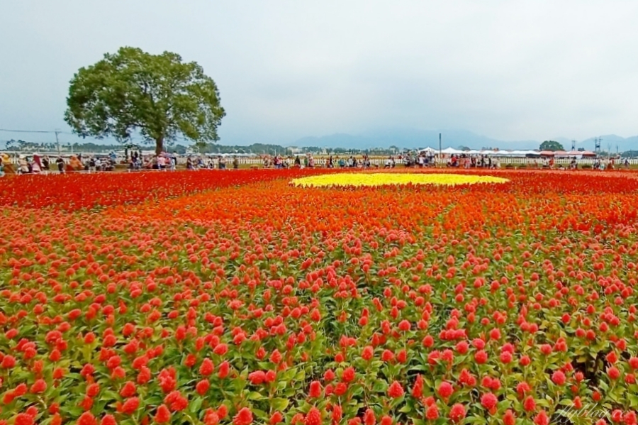 2020新社花海x台中國際花毯節|愛麗絲的花境冒險登場囉!交通方式、接駁車、停車場、美食推薦、旅遊景點 @飛天璇的口袋 2020新社花海x台中國際花毯節|愛麗絲的花境冒險登場囉!交通方式、接駁車、停車場、美食推薦、旅遊景點 @飛天璇的口袋