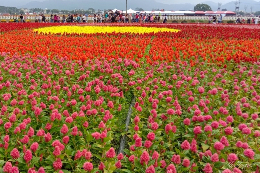 2020新社花海x台中國際花毯節|愛麗絲的花境冒險登場囉!交通方式、接駁車、停車場、美食推薦、旅遊景點 @飛天璇的口袋 2020新社花海x台中國際花毯節|愛麗絲的花境冒險登場囉!交通方式、接駁車、停車場、美食推薦、旅遊景點 @飛天璇的口袋