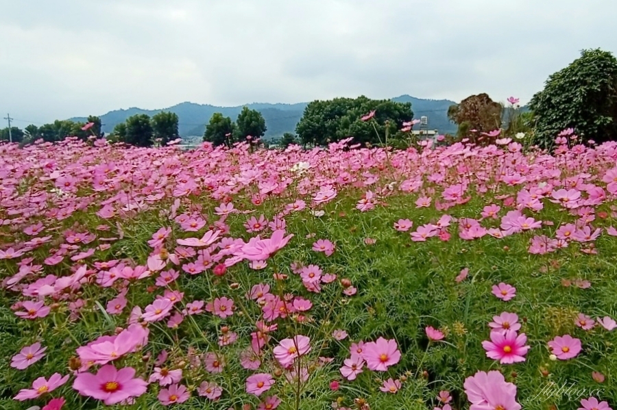 2020新社花海x台中國際花毯節|愛麗絲的花境冒險登場囉!交通方式、接駁車、停車場、美食推薦、旅遊景點 @飛天璇的口袋 2020新社花海x台中國際花毯節|愛麗絲的花境冒險登場囉!交通方式、接駁車、停車場、美食推薦、旅遊景點 @飛天璇的口袋