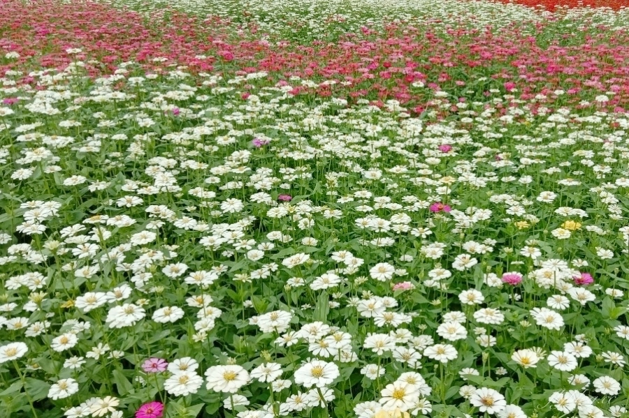 2020新社花海x台中國際花毯節｜愛麗絲的花境冒險登場囉！交通方式、接駁車、停車場、美食推薦、旅遊景點 @飛天璇的口袋