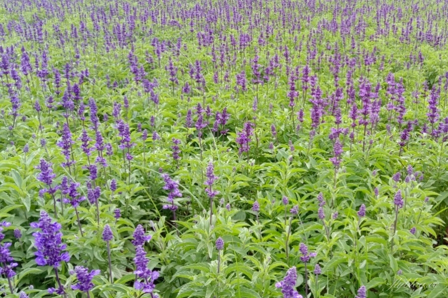 2020新社花海x台中國際花毯節｜愛麗絲的花境冒險登場囉！交通方式、接駁車、停車場、美食推薦、旅遊景點 @飛天璇的口袋