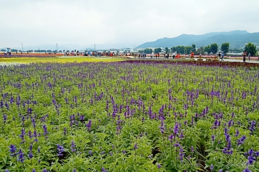 2020新社花海x台中國際花毯節|愛麗絲的花境冒險登場囉!交通方式、接駁車、停車場、美食推薦、旅遊景點 @飛天璇的口袋 2020新社花海x台中國際花毯節|愛麗絲的花境冒險登場囉!交通方式、接駁車、停車場、美食推薦、旅遊景點 @飛天璇的口袋