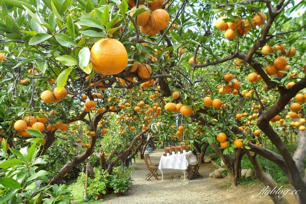 苗栗頭屋｜橙香森林．森林裡面的浪漫玻璃屋，有大片草原和橙香隧道 @飛天璇的口袋
