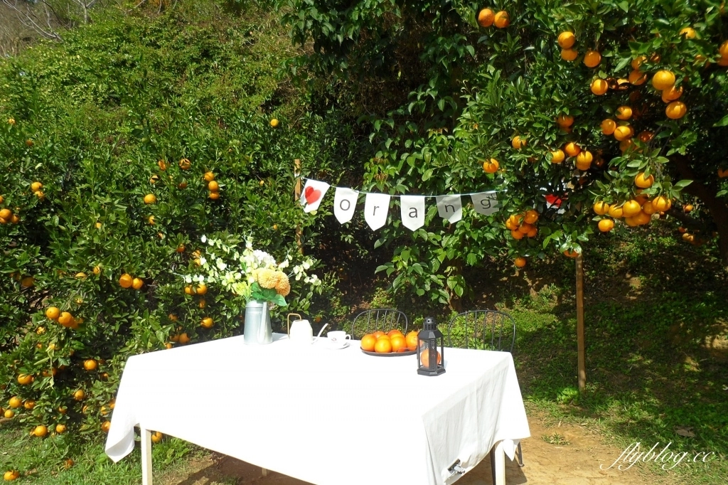 苗栗頭屋｜橙香森林．森林裡面的浪漫玻璃屋，有大片草原和橙香隧道 @飛天璇的口袋