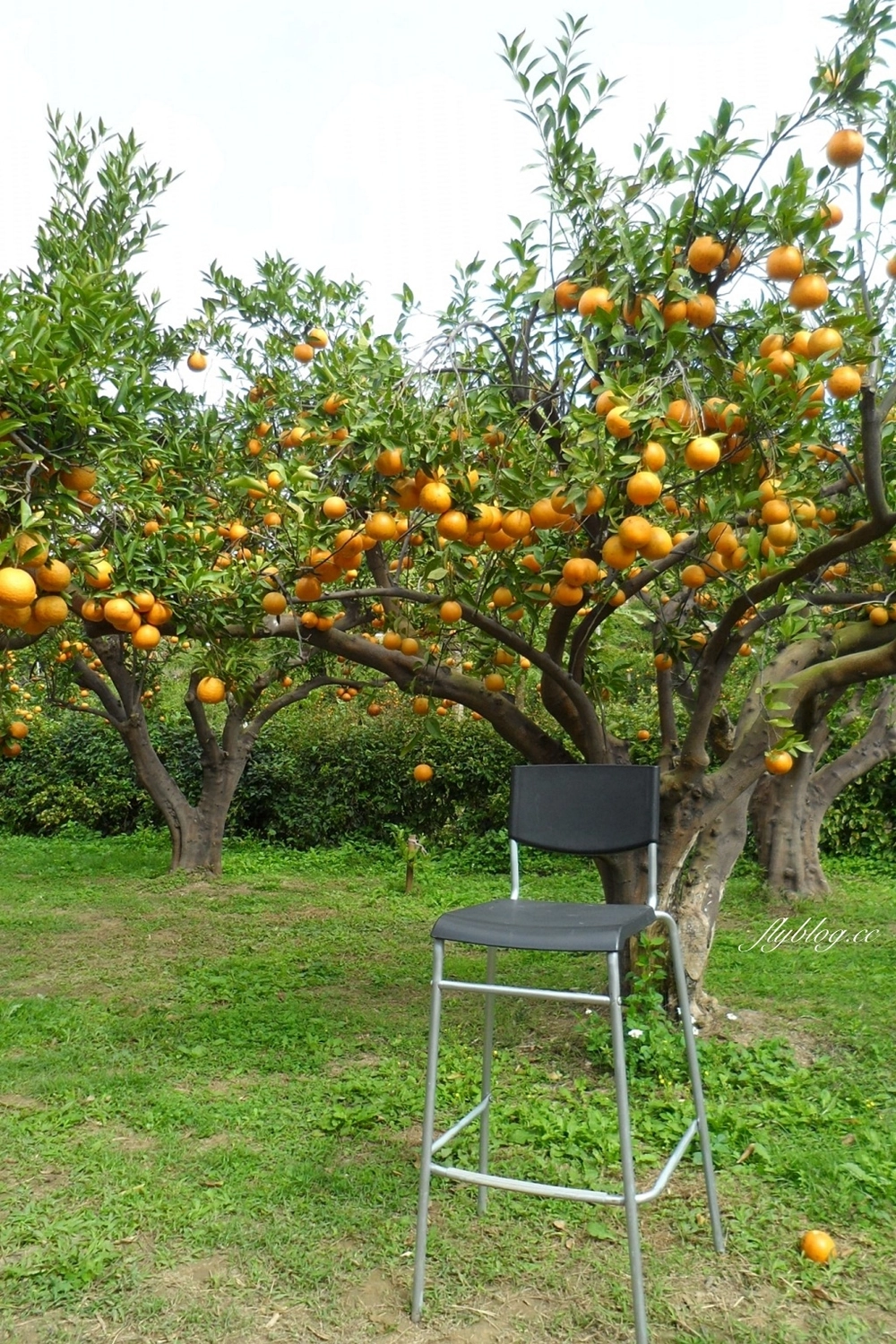 苗栗頭屋｜橙香森林．森林裡面的浪漫玻璃屋，有大片草原和橙香隧道 @飛天璇的口袋