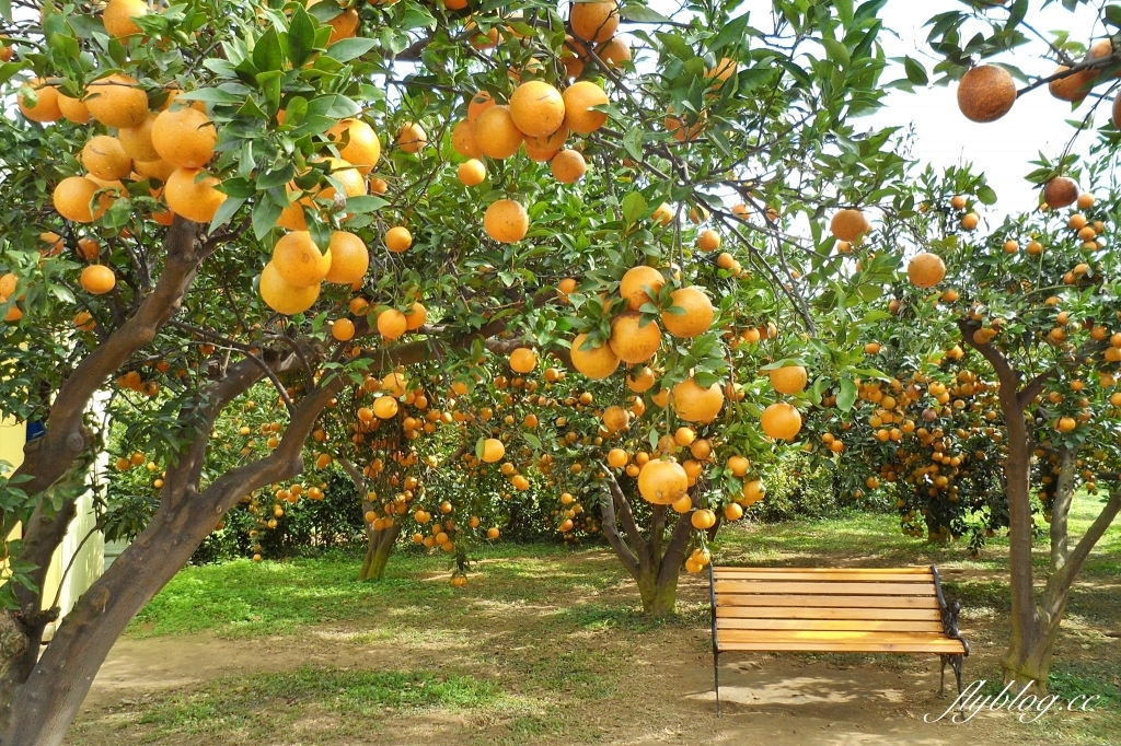 苗栗頭屋｜橙香森林．森林裡面的浪漫玻璃屋，有大片草原和橙香隧道 @飛天璇的口袋