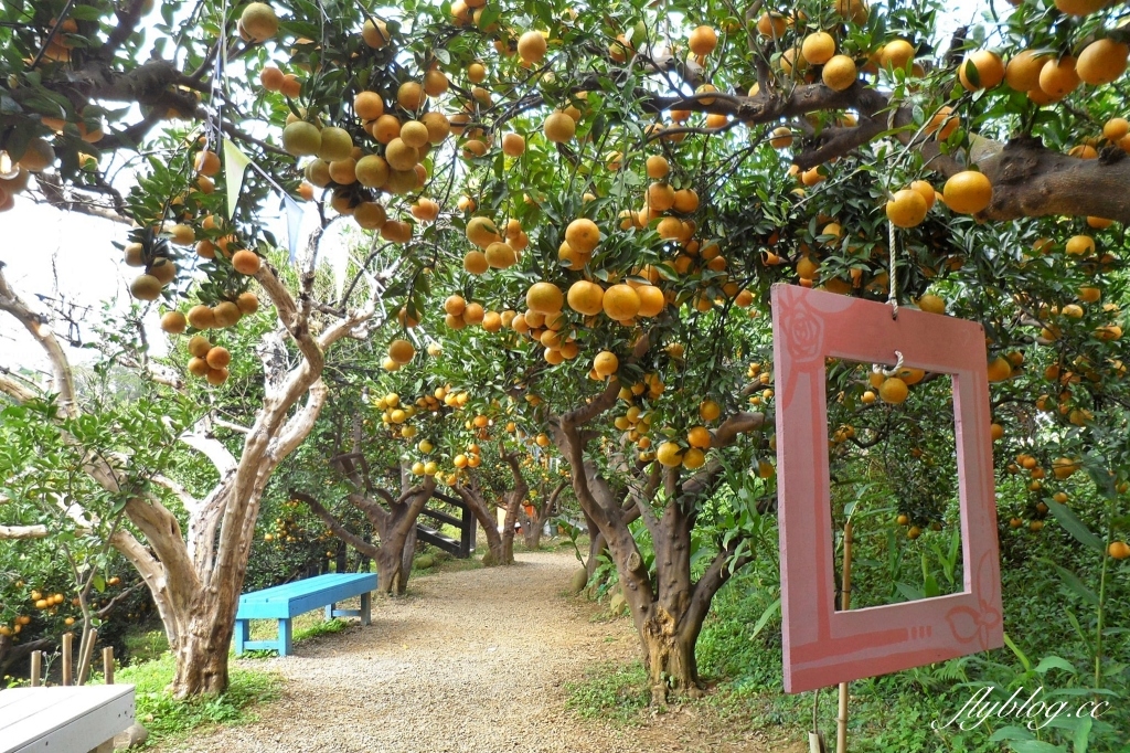 苗栗頭屋｜橙香森林．森林裡面的浪漫玻璃屋，有大片草原和橙香隧道 @飛天璇的口袋