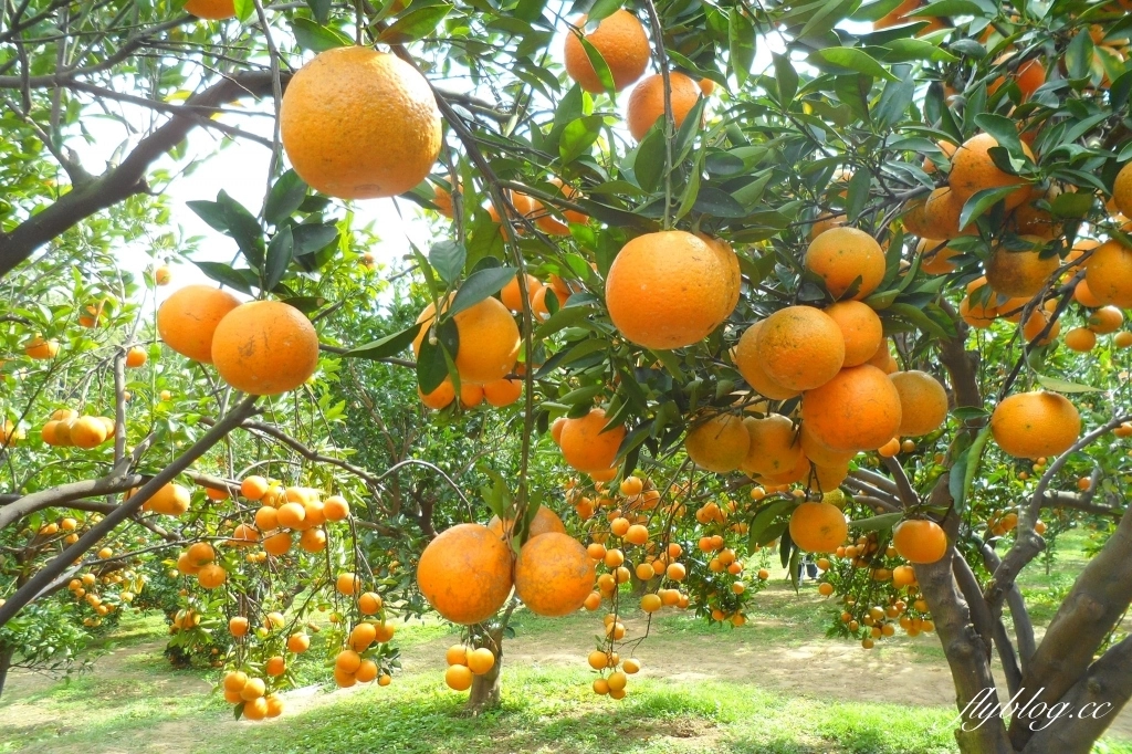 苗栗頭屋｜橙香森林．森林裡面的浪漫玻璃屋，有大片草原和橙香隧道 @飛天璇的口袋