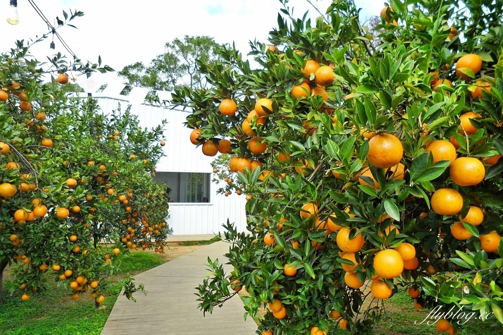 苗栗頭屋｜橙香森林．森林裡面的浪漫玻璃屋，有大片草原和橙香隧道 @飛天璇的口袋