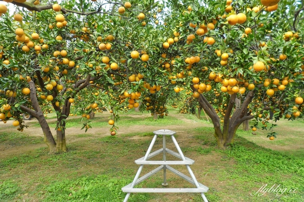 苗栗頭屋｜橙香森林．森林裡面的浪漫玻璃屋，有大片草原和橙香隧道 @飛天璇的口袋