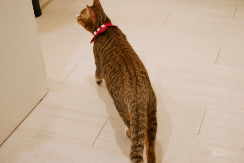 台中北區｜有一天 Someday．台中客製化甜點工作室，韓系簡約風格手作蛋糕 @飛天璇的口袋