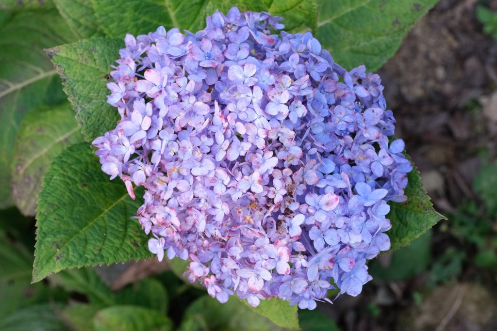 台中新社｜沐心泉白雪木季．台中也下雪囉！體驗仿佛置身浪漫異國雪地 @飛天璇的口袋