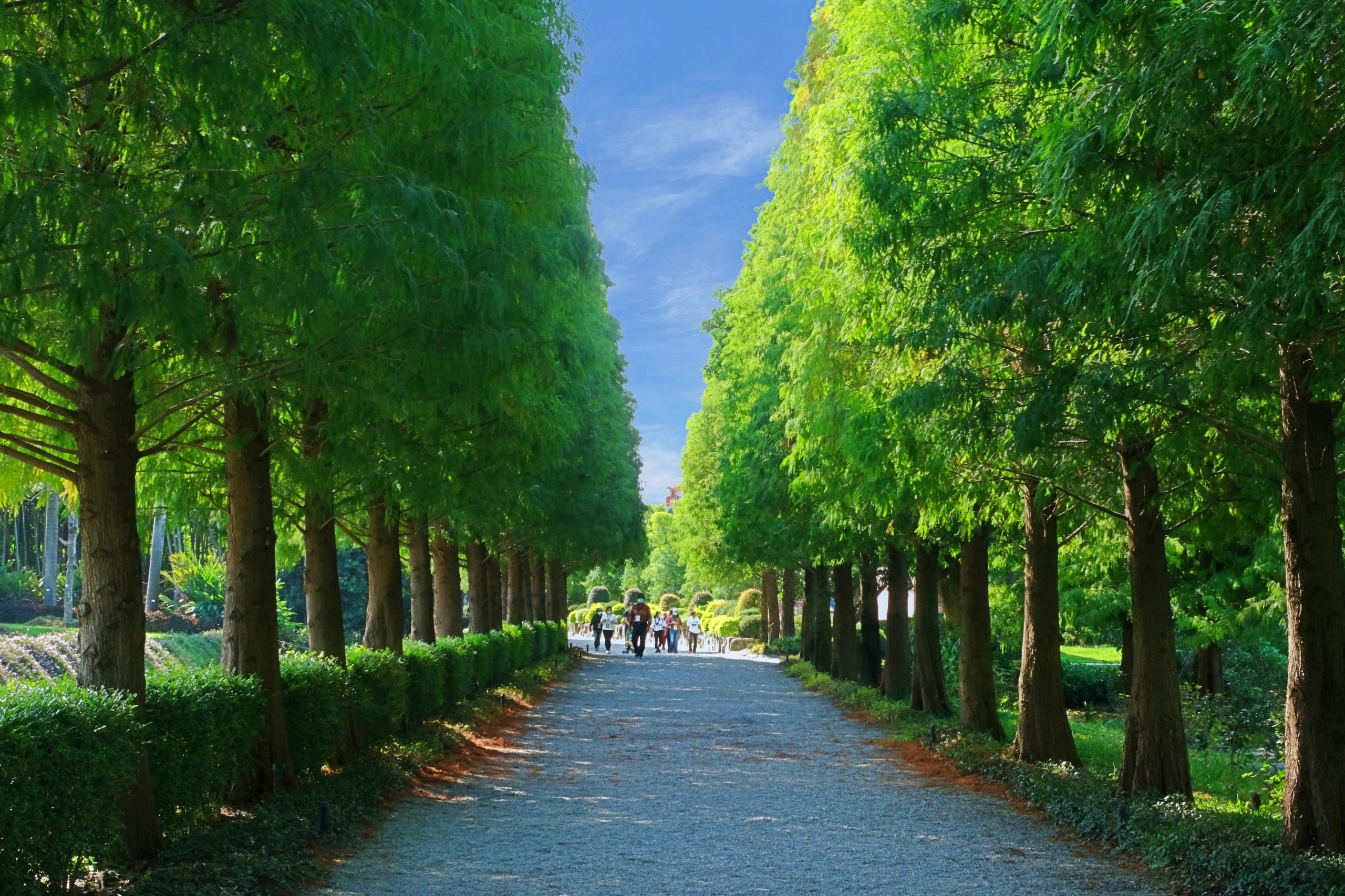 成美文化園｜占地3.5公頃成美文化園！台版兼六園、平地嘉明湖、落羽松大道 、百年三合院古厝 @飛天璇的口袋