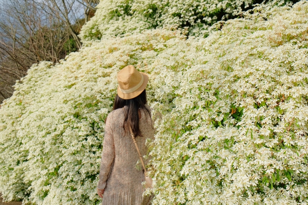 台中新社｜沐心泉白雪木季．台中也下雪囉！體驗仿佛置身浪漫異國雪地 @飛天璇的口袋