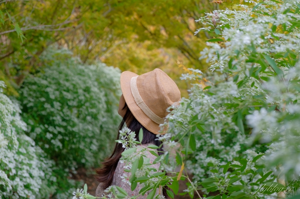 台中新社｜沐心泉白雪木季．台中也下雪囉！體驗仿佛置身浪漫異國雪地 @飛天璇的口袋