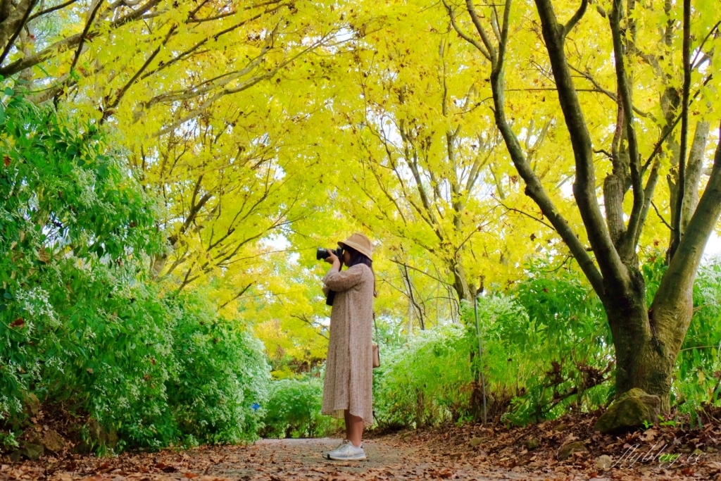 台中新社｜沐心泉白雪木季．台中也下雪囉！體驗仿佛置身浪漫異國雪地 @飛天璇的口袋