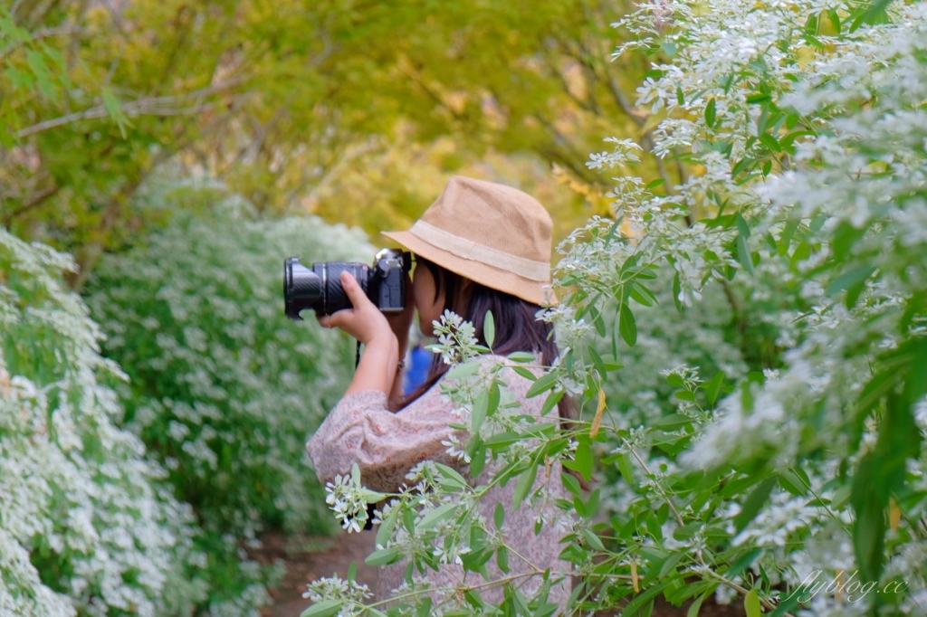 台中新社｜沐心泉白雪木季．台中也下雪囉！體驗仿佛置身浪漫異國雪地 @飛天璇的口袋