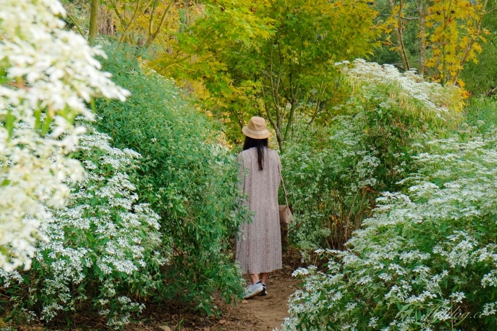 台中新社｜沐心泉白雪木季．台中也下雪囉！體驗仿佛置身浪漫異國雪地 @飛天璇的口袋