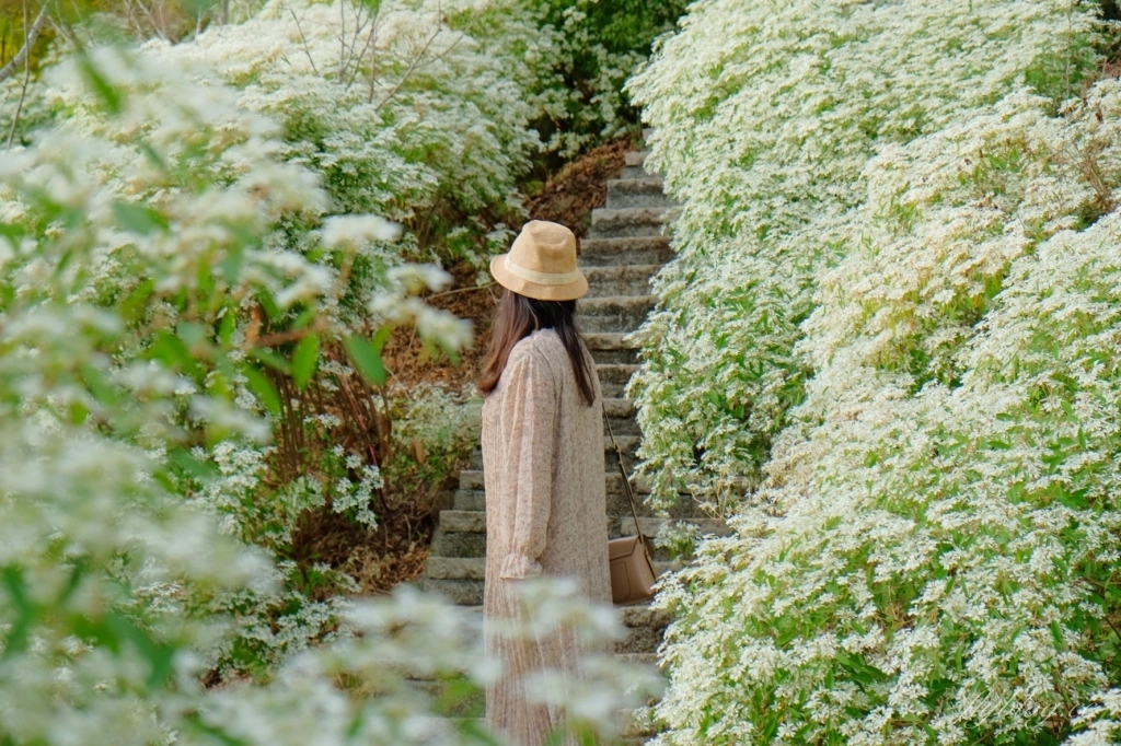 台中新社｜沐心泉白雪木季．台中也下雪囉！體驗仿佛置身浪漫異國雪地 @飛天璇的口袋