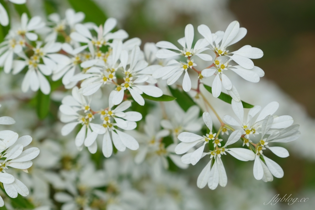 台中新社｜沐心泉白雪木季．台中也下雪囉！體驗仿佛置身浪漫異國雪地 @飛天璇的口袋