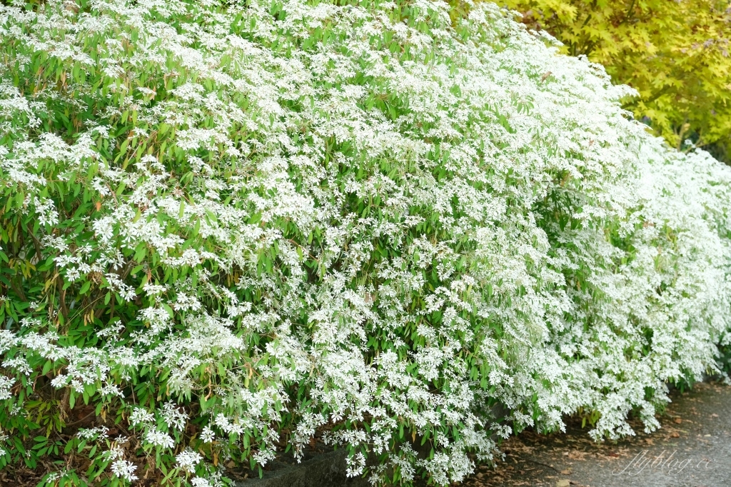 台中新社｜沐心泉白雪木季．台中也下雪囉！體驗仿佛置身浪漫異國雪地 @飛天璇的口袋