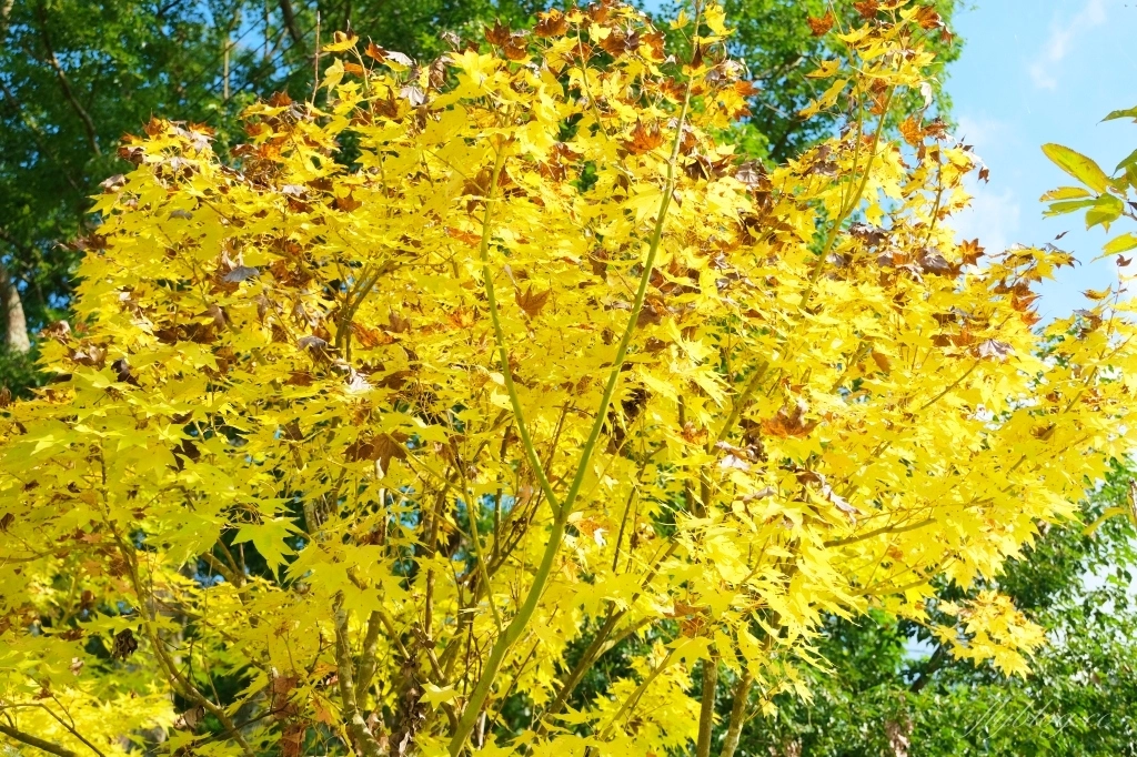 台中新社｜沐心泉白雪木季．台中也下雪囉！體驗仿佛置身浪漫異國雪地 @飛天璇的口袋