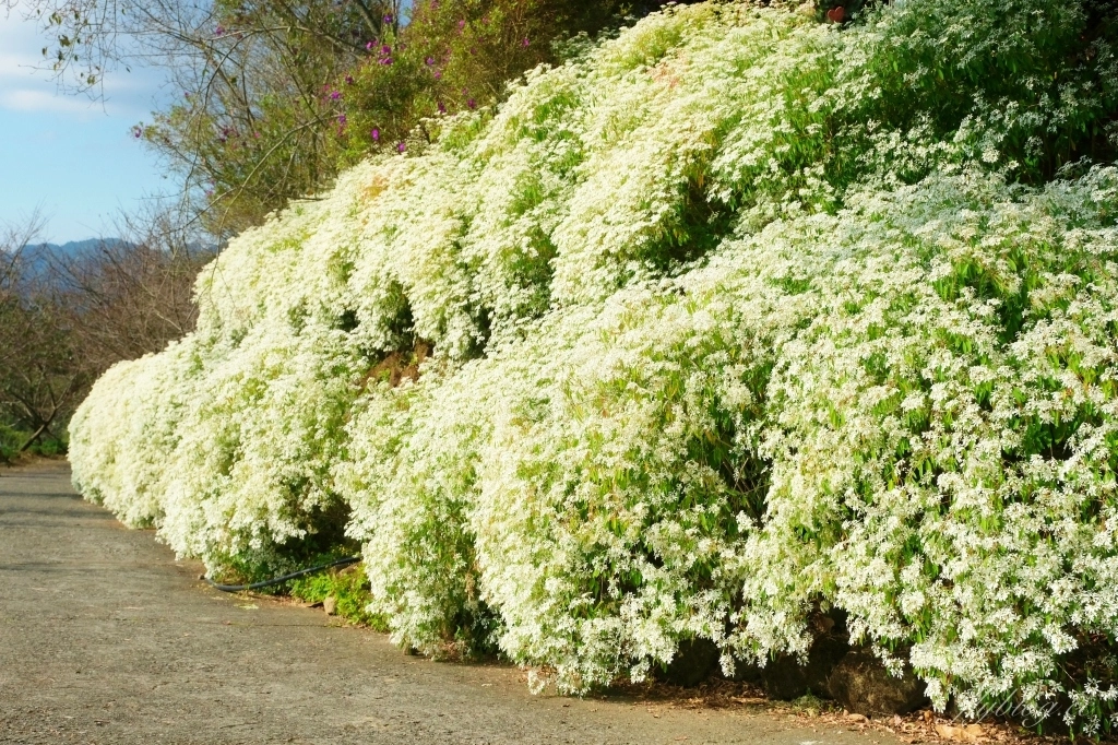台中新社｜沐心泉白雪木季．台中也下雪囉！體驗仿佛置身浪漫異國雪地 @飛天璇的口袋