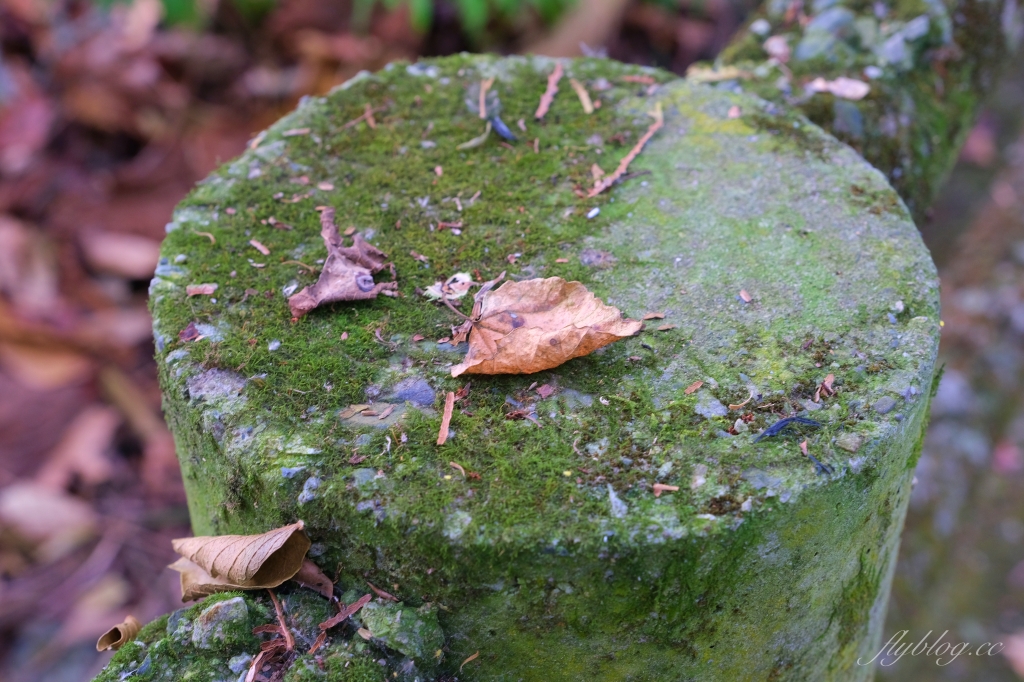 台中新社｜沐心泉白雪木季．台中也下雪囉！體驗仿佛置身浪漫異國雪地 @飛天璇的口袋