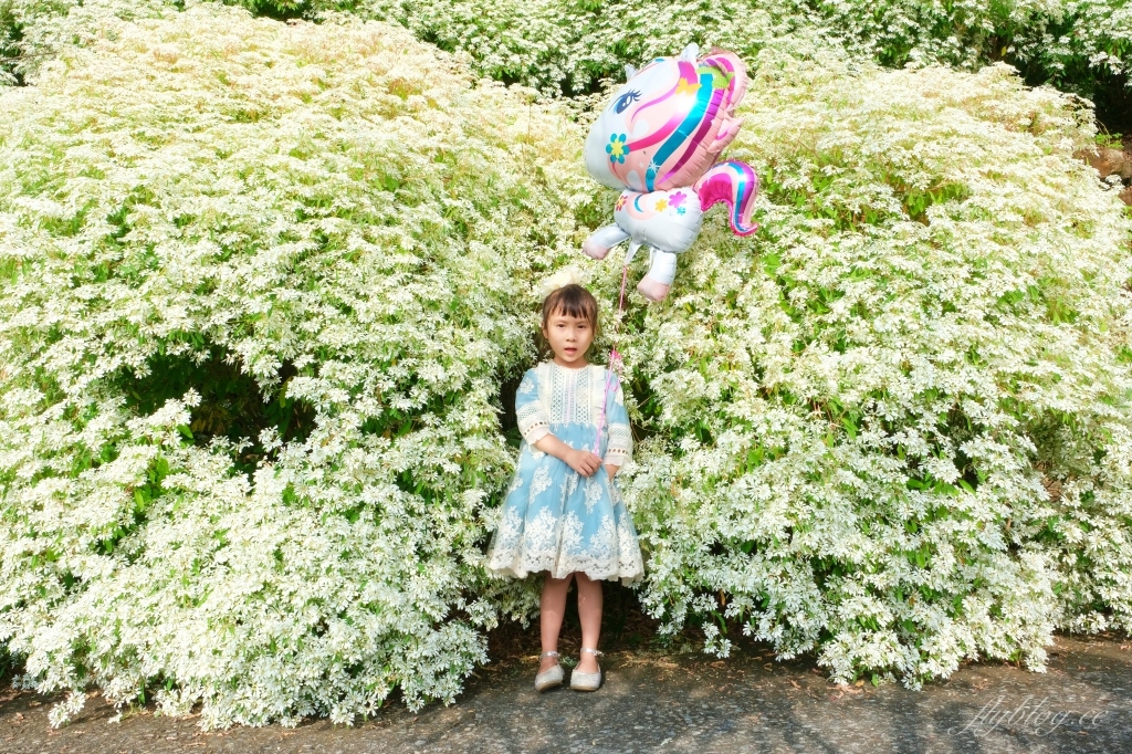 台中新社｜沐心泉白雪木季．台中也下雪囉！體驗仿佛置身浪漫異國雪地 @飛天璇的口袋