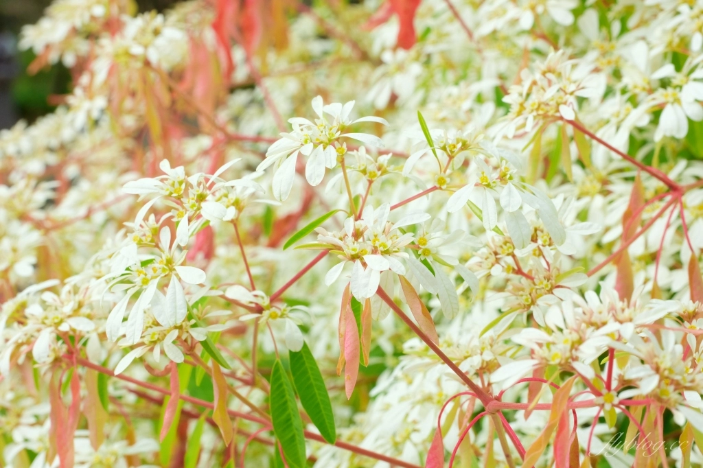 台中新社｜沐心泉白雪木季．台中也下雪囉！體驗仿佛置身浪漫異國雪地 @飛天璇的口袋