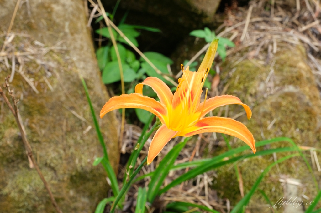台中新社｜沐心泉白雪木季．台中也下雪囉！體驗仿佛置身浪漫異國雪地 @飛天璇的口袋