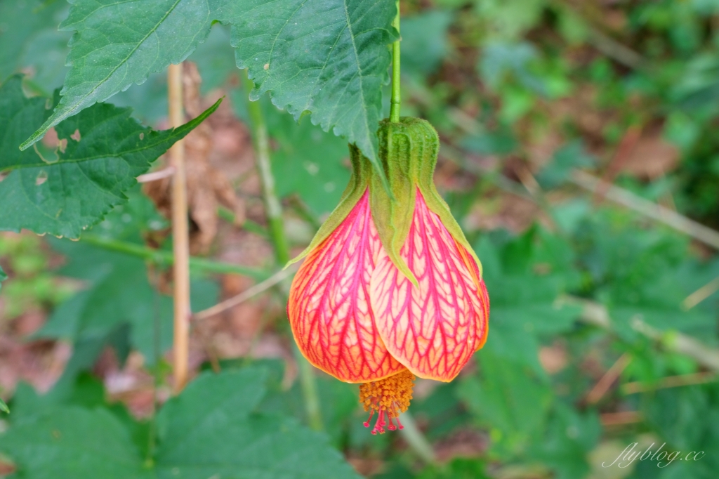 台中新社｜沐心泉白雪木季．台中也下雪囉！體驗仿佛置身浪漫異國雪地 @飛天璇的口袋