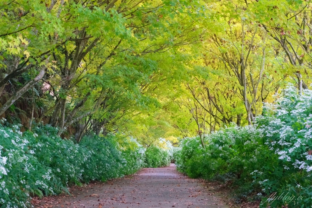 台中新社｜沐心泉白雪木季．台中也下雪囉！體驗仿佛置身浪漫異國雪地 @飛天璇的口袋