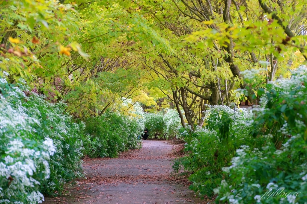 台中新社｜沐心泉白雪木季．台中也下雪囉！體驗仿佛置身浪漫異國雪地 @飛天璇的口袋