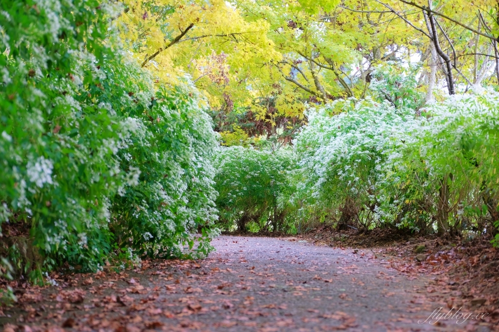 台中新社｜沐心泉白雪木季．台中也下雪囉！體驗仿佛置身浪漫異國雪地 @飛天璇的口袋