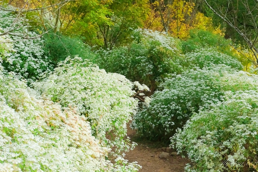 台中新社｜沐心泉白雪木季．台中也下雪囉！體驗仿佛置身浪漫異國雪地 @飛天璇的口袋