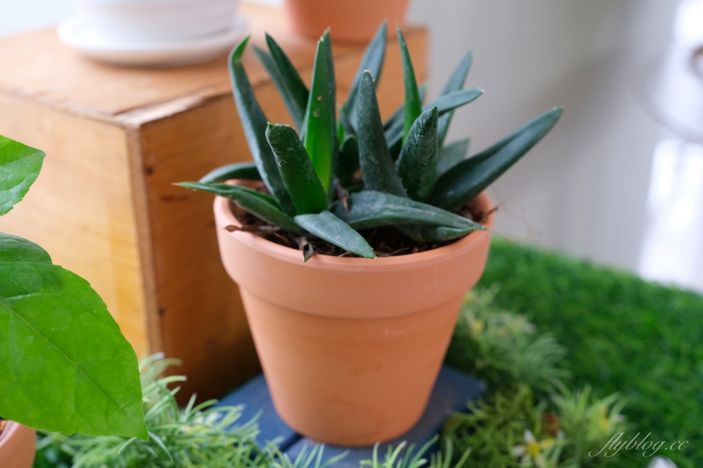 成美文化園｜占地3.5公頃成美文化園！台版兼六園、平地嘉明湖、落羽松大道 、百年三合院古厝 @飛天璇的口袋