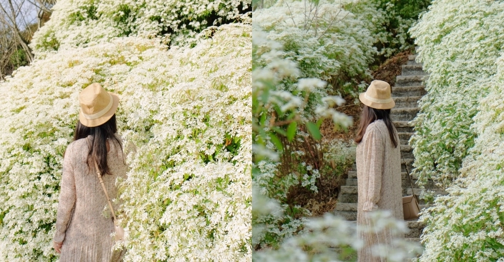 台中新社｜沐心泉白雪木季．台中也下雪囉！體驗仿佛置身浪漫異國雪地 @飛天璇的口袋