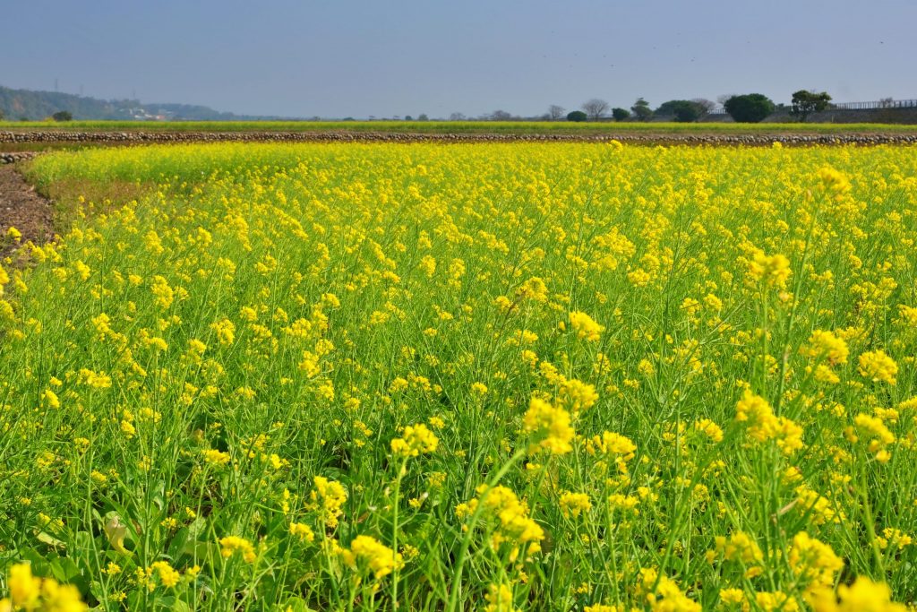 【台中外埔】 忘憂谷:外埔油菜花海現在正美,彎延田間小路成IG打卡熱門景點 @飛天璇的口袋 【台中外埔】 忘憂谷:外埔油菜花海現在正美,彎延田間小路成IG打卡熱門景點 @飛天璇的口袋