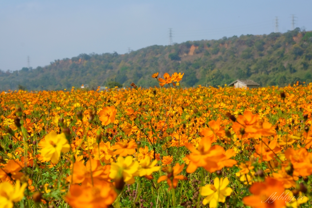 【台中外埔】 忘憂谷:外埔油菜花海現在正美,彎延田間小路成IG打卡熱門景點 @飛天璇的口袋 【台中外埔】 忘憂谷:外埔油菜花海現在正美,彎延田間小路成IG打卡熱門景點 @飛天璇的口袋