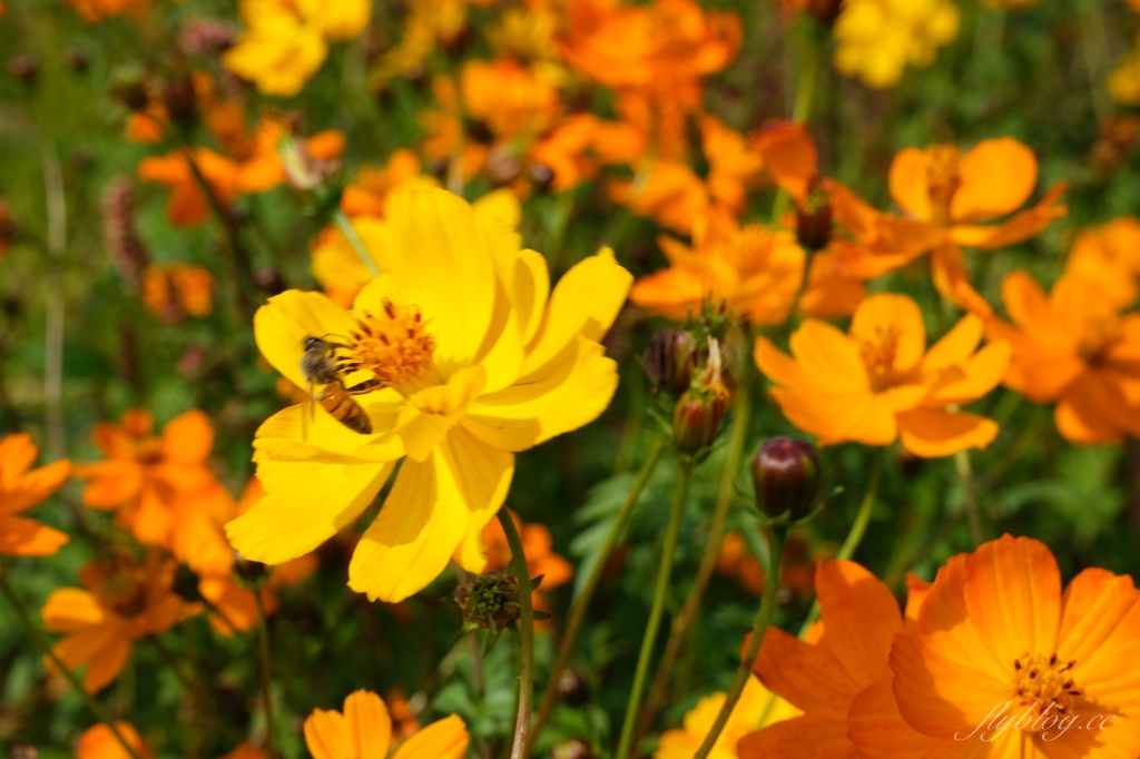 【台中外埔】 忘憂谷:外埔油菜花海現在正美,彎延田間小路成IG打卡熱門景點 @飛天璇的口袋 【台中外埔】 忘憂谷:外埔油菜花海現在正美,彎延田間小路成IG打卡熱門景點 @飛天璇的口袋