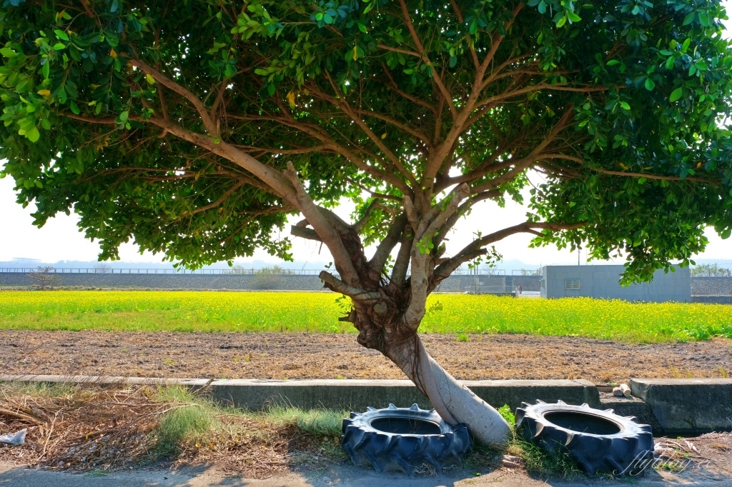 【台中外埔】 忘憂谷:外埔油菜花海現在正美,彎延田間小路成IG打卡熱門景點 @飛天璇的口袋 【台中外埔】 忘憂谷:外埔油菜花海現在正美,彎延田間小路成IG打卡熱門景點 @飛天璇的口袋