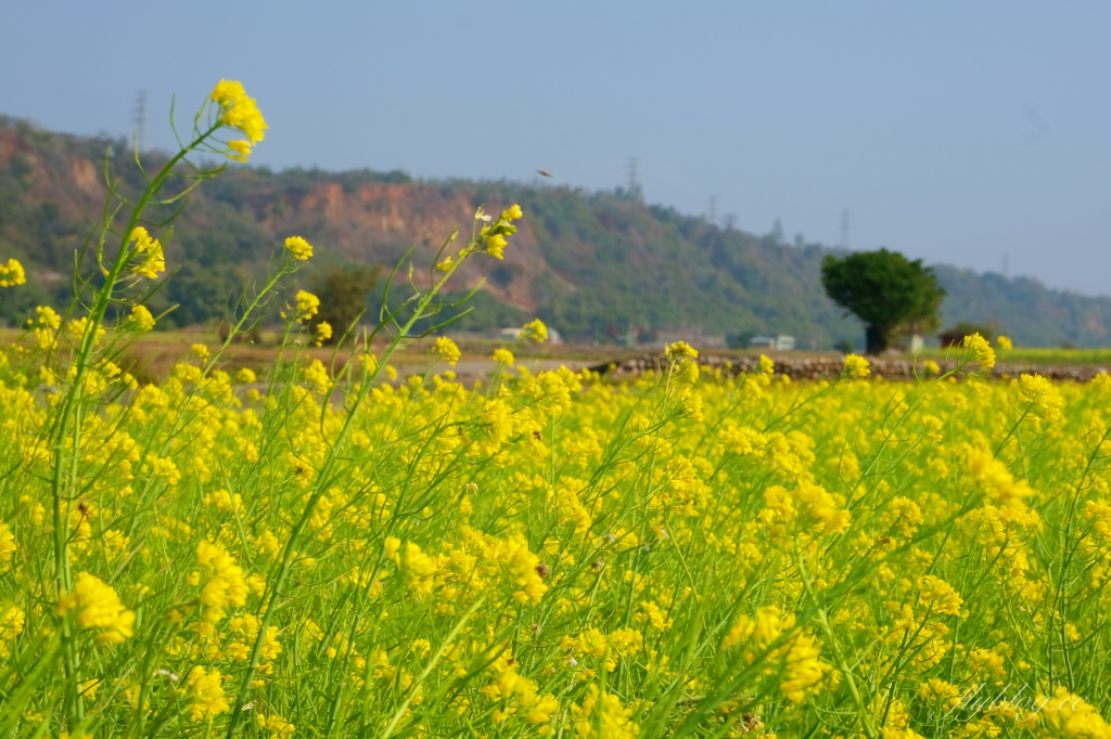 【台中外埔】 忘憂谷:外埔油菜花海現在正美,彎延田間小路成IG打卡熱門景點 @飛天璇的口袋 【台中外埔】 忘憂谷:外埔油菜花海現在正美,彎延田間小路成IG打卡熱門景點 @飛天璇的口袋