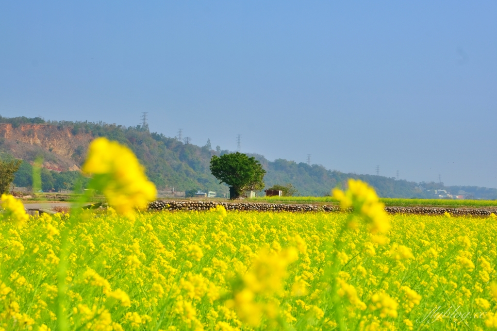 【台中外埔】 忘憂谷:外埔油菜花海現在正美,彎延田間小路成IG打卡熱門景點 @飛天璇的口袋 【台中外埔】 忘憂谷:外埔油菜花海現在正美,彎延田間小路成IG打卡熱門景點 @飛天璇的口袋